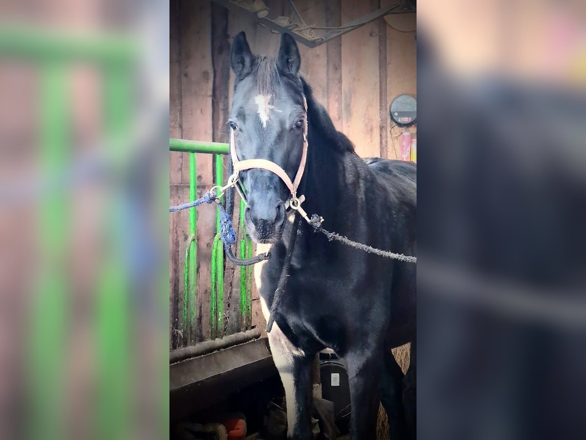 Hanovrien Jument 10 Ans 166 cm Noir in Vi&#xF6;l