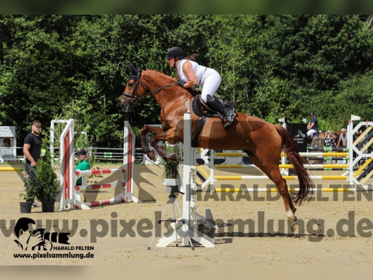 Hanovrien Jument 10 Ans 168 cm Alezan in Spall