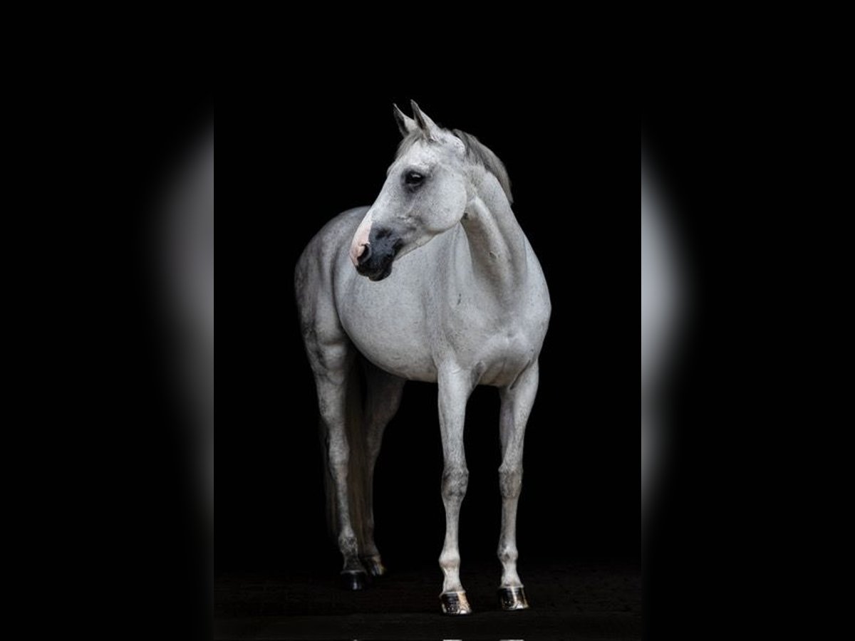 Hanovrien Jument 10 Ans 170 cm Gris in B&#xF6;sel