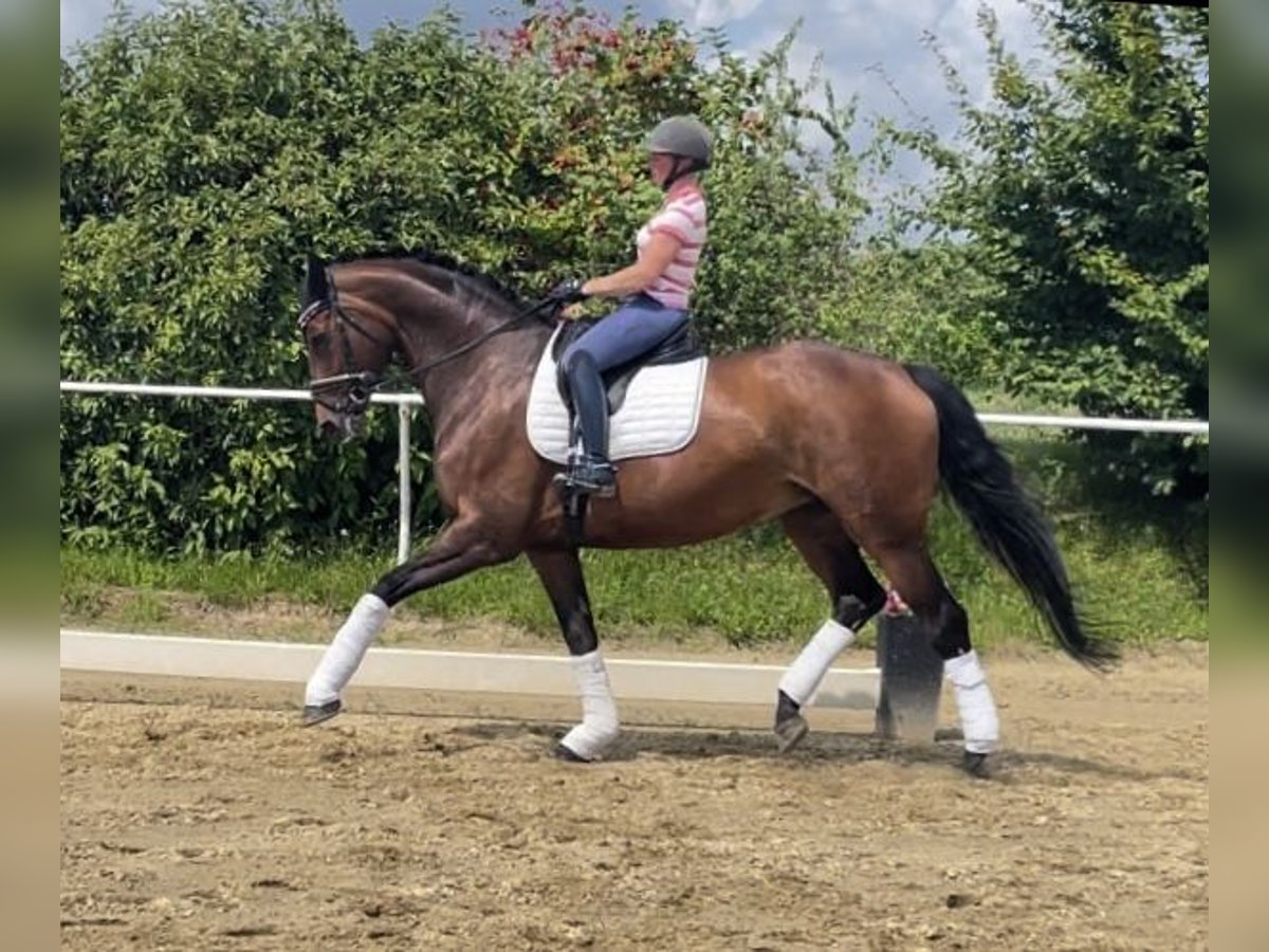 Hanovrien Jument 10 Ans 175 cm Bai in Neckargemünd