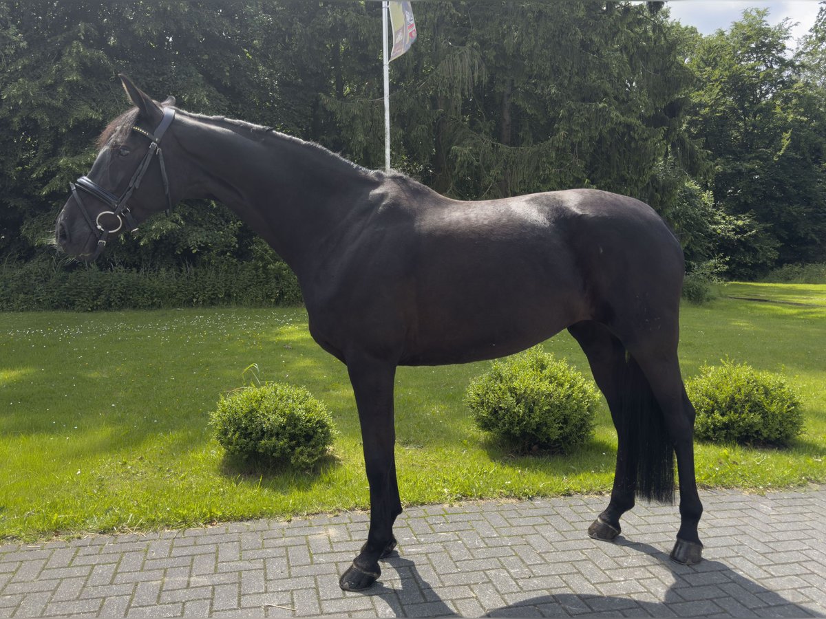 Hanovrien Jument 11 Ans 167 cm Noir in Soltau