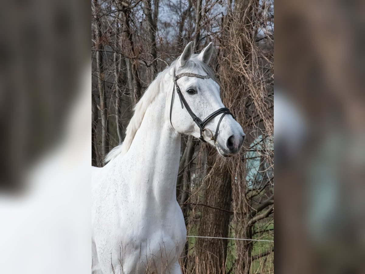 Hanovrien Jument 11 Ans 178 cm Gris in Uzhhorod
