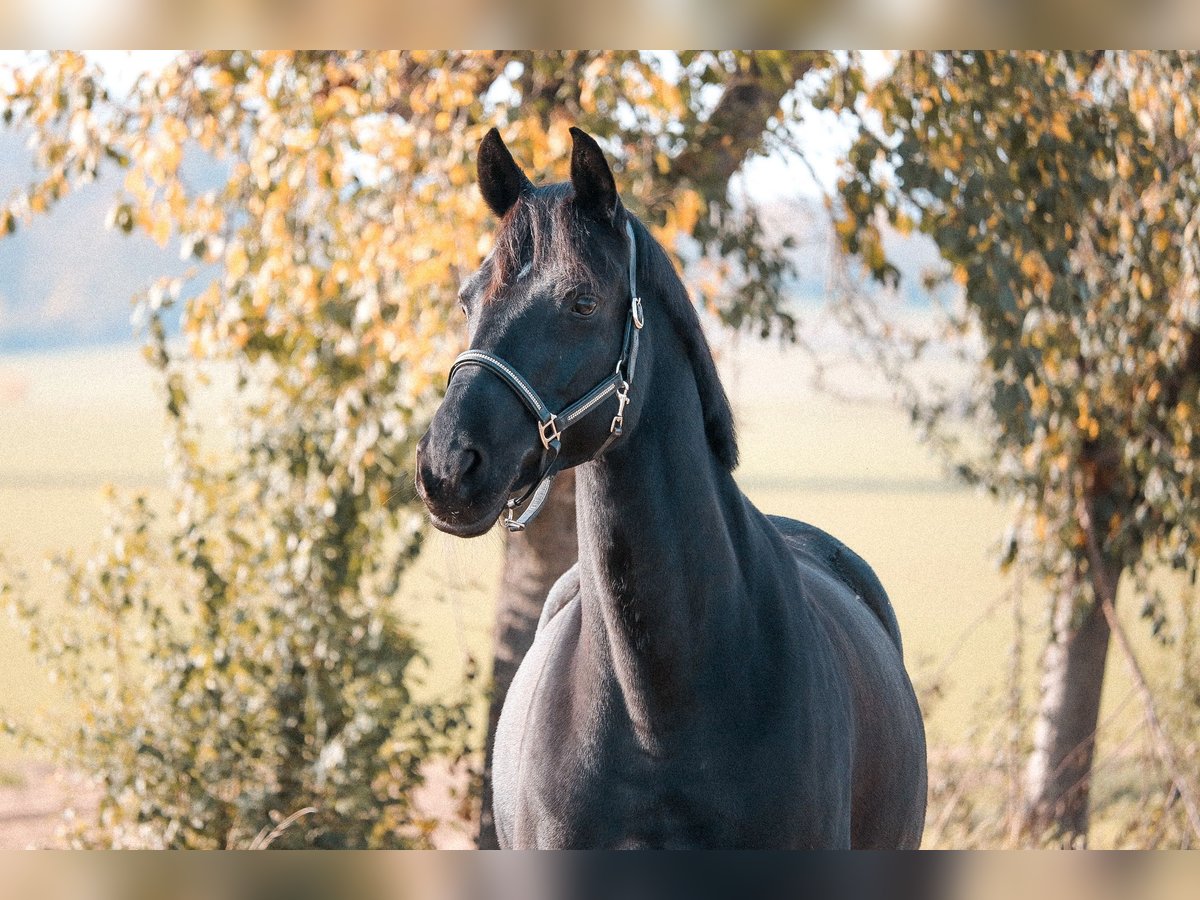 Hanovrien Jument 12 Ans 162 cm Noir in Gronau (Leine)