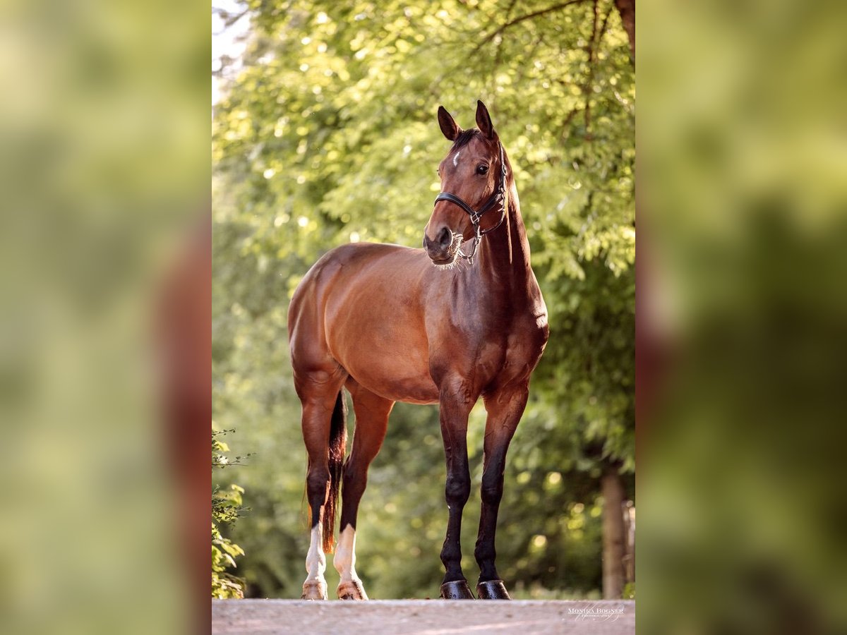 Hanovrien Jument 12 Ans 165 cm Bai brun in Kolbermoor