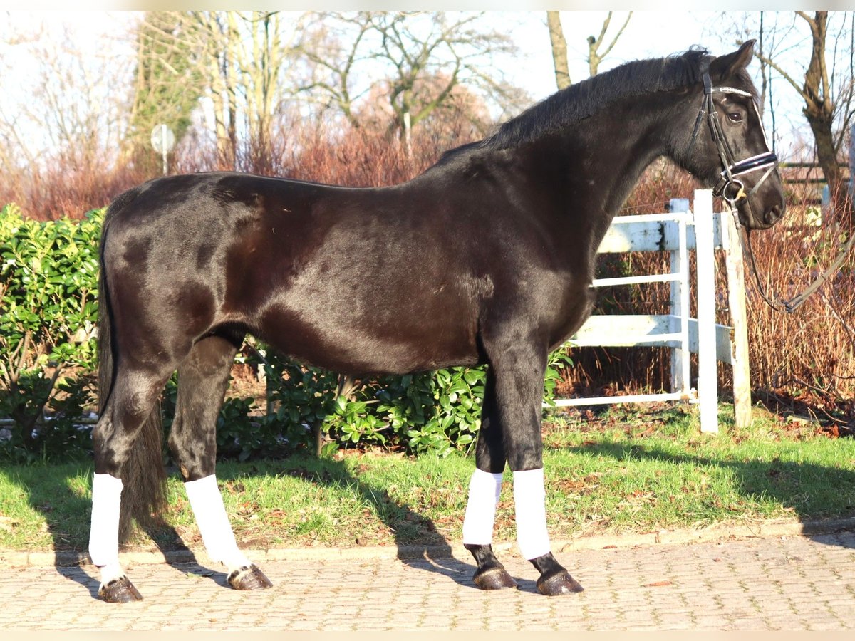 Hanovrien Jument 12 Ans 165 cm Noir in Selsingen