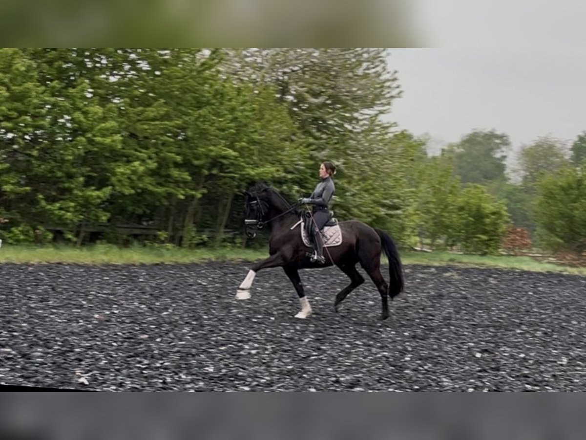 Hanovrien Jument 12 Ans 165 cm Noir in Dielheim