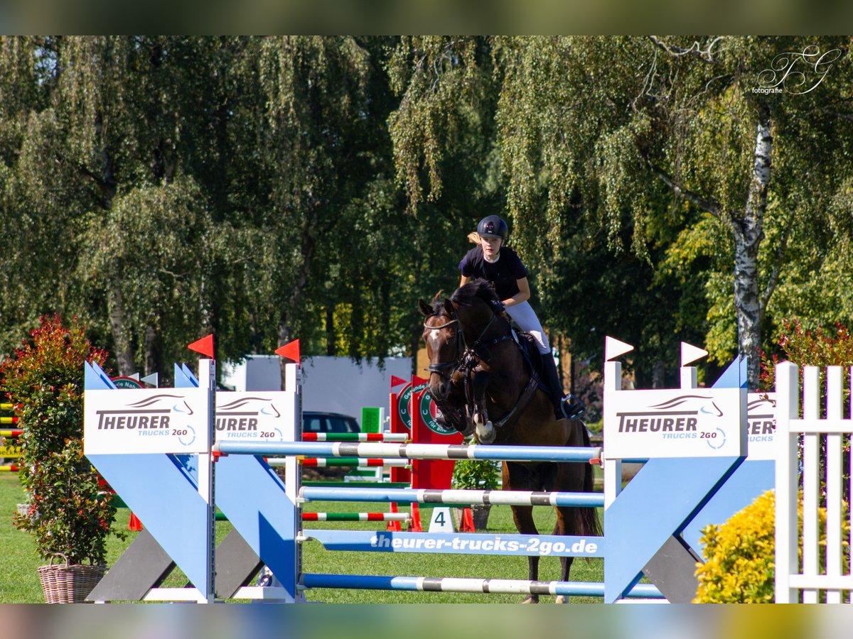 Hanovrien Jument 12 Ans 166 cm Bai brun in Groven
