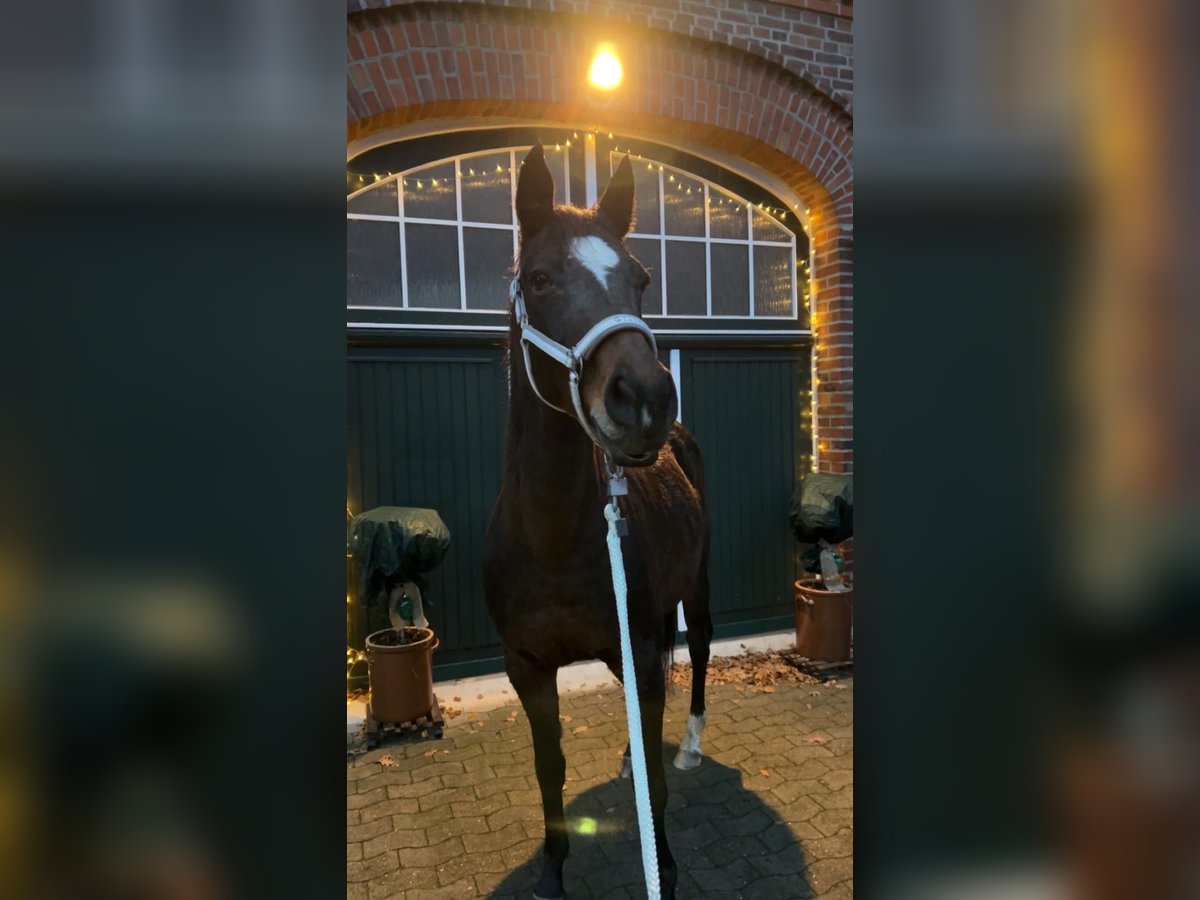Hanovrien Jument 13 Ans 153 cm Bai brun in Petershagen