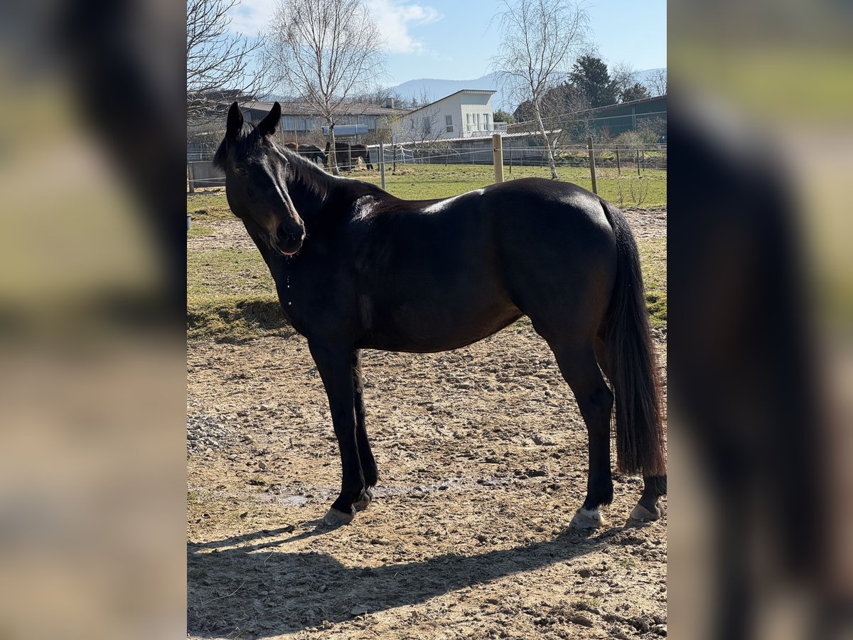 Hanovrien Jument 13 Ans 164 cm Bai brun in Baden-Baden