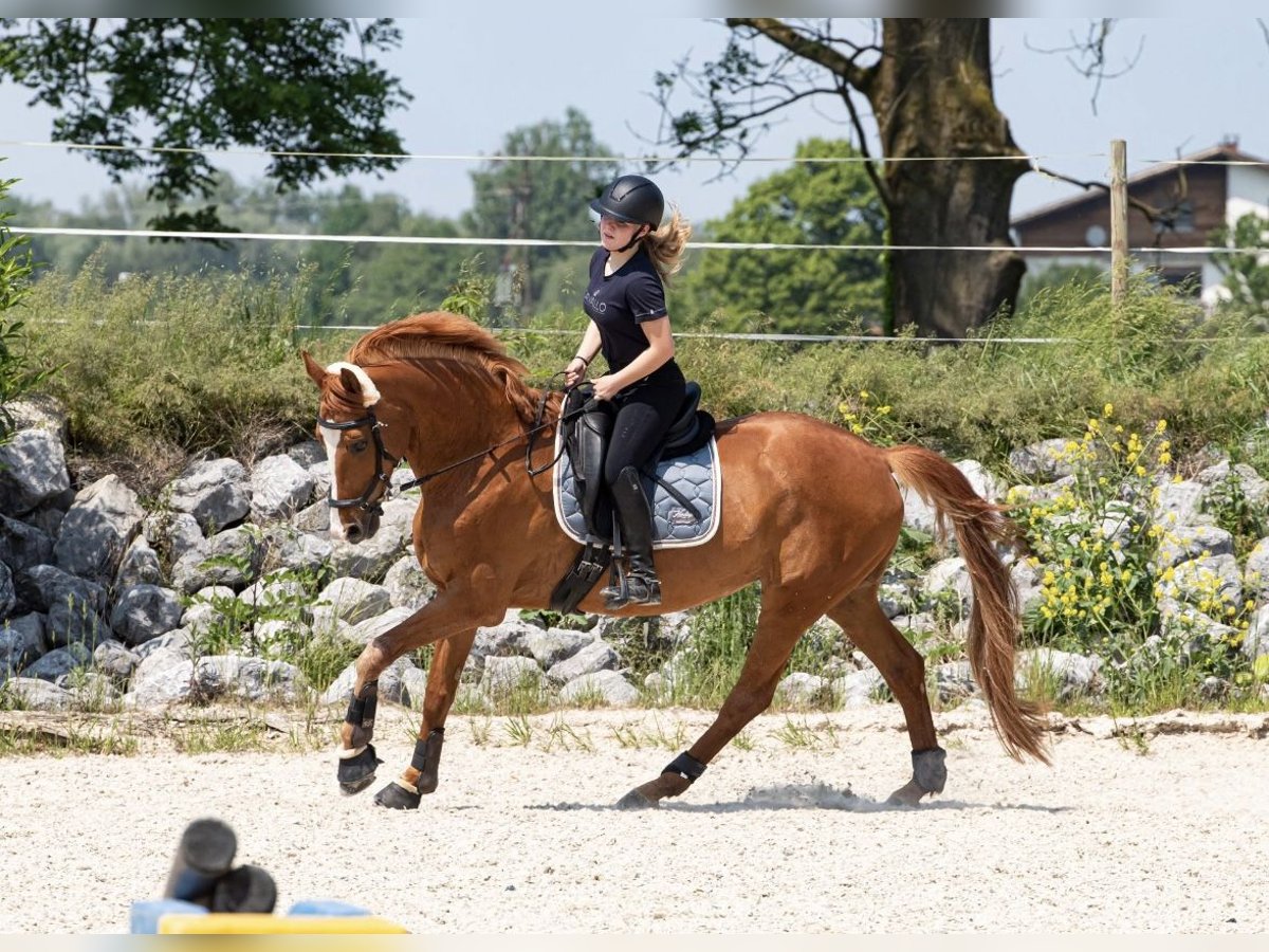 Hanovrien Jument 13 Ans 168 cm Alezan in Pelmberg