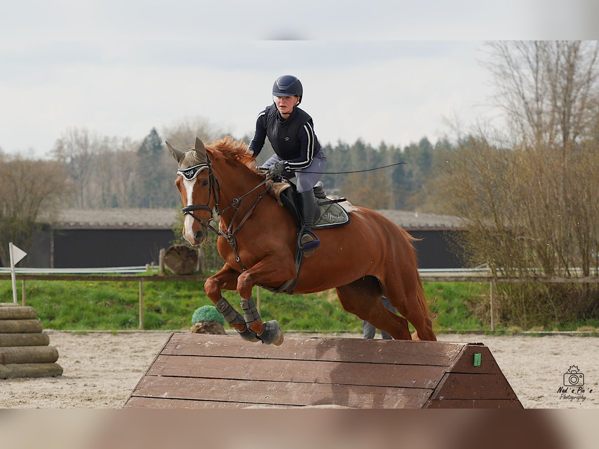 Hanovrien Jument 13 Ans 168 cm Alezan cuivré in Oberostendorf