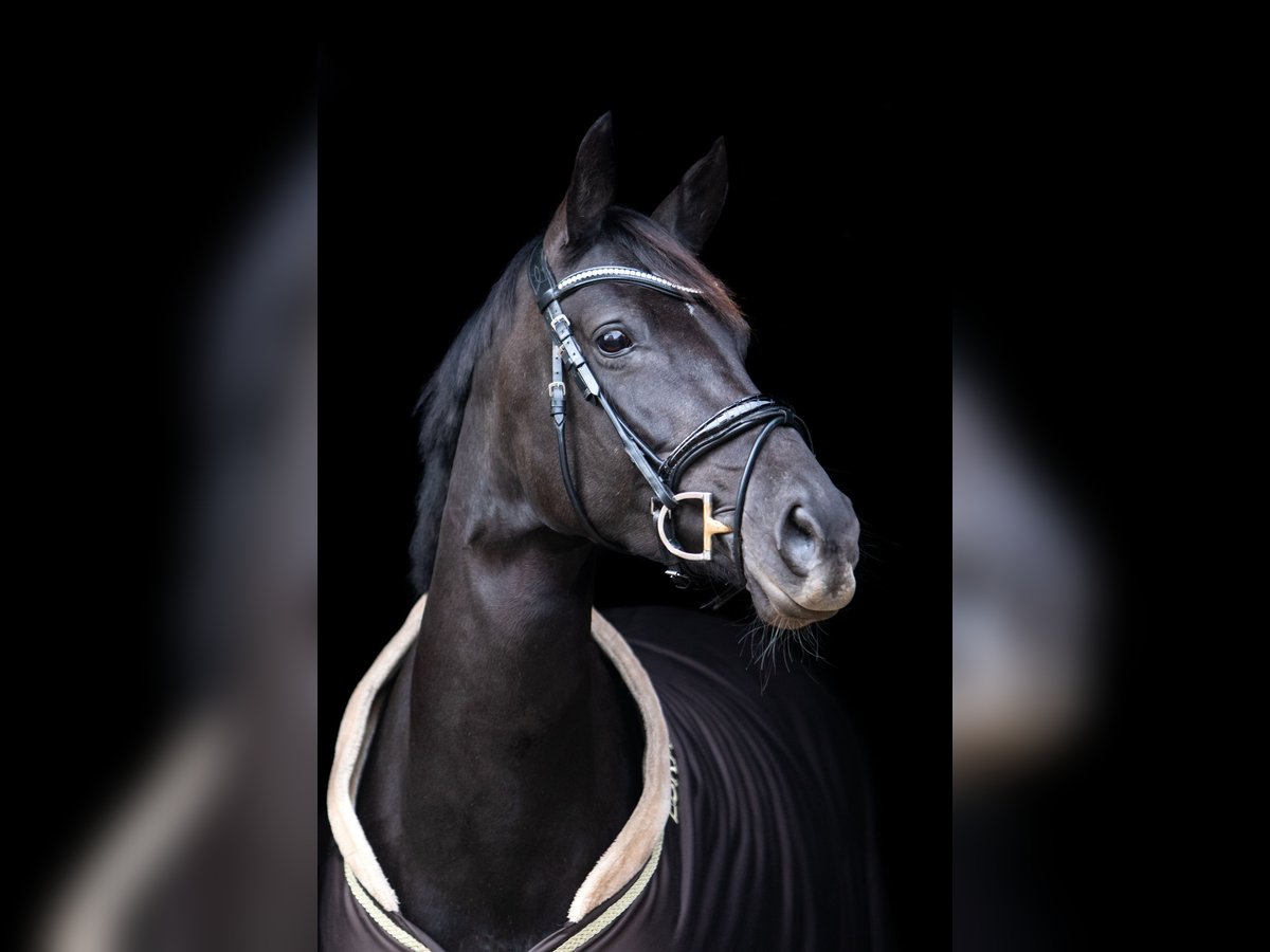 Hanovrien Jument 13 Ans 168 cm Noir in Eutin