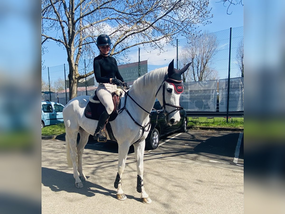 Hanovrien Jument 13 Ans 169 cm Gris in Simmershofen