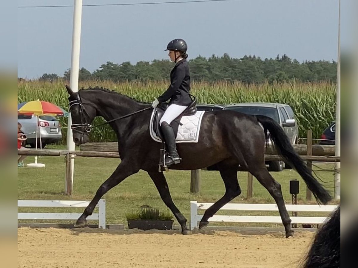 Hanovrien Jument 13 Ans 171 cm Noir in Achim