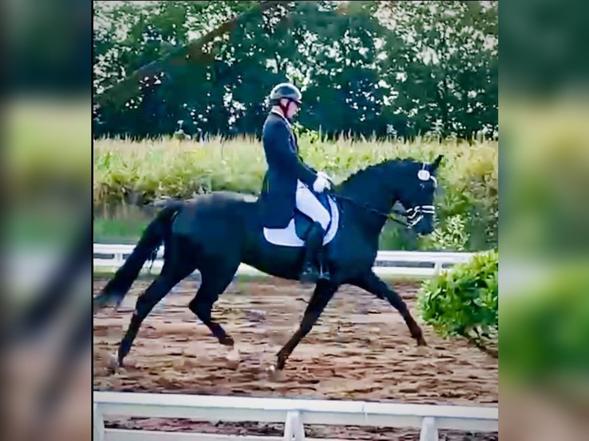 Hanovrien Jument 13 Ans 172 cm Noir in Braderup