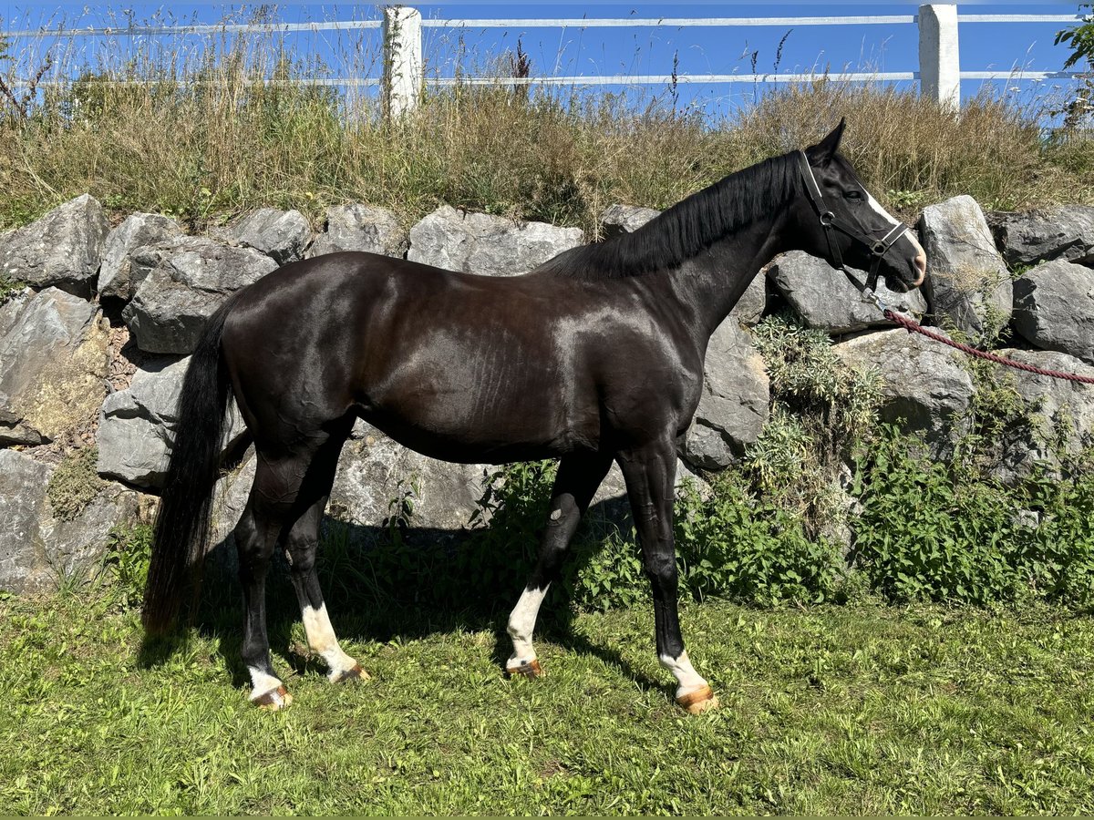 Hanovrien Jument 14 Ans 175 cm Noir in Medebach