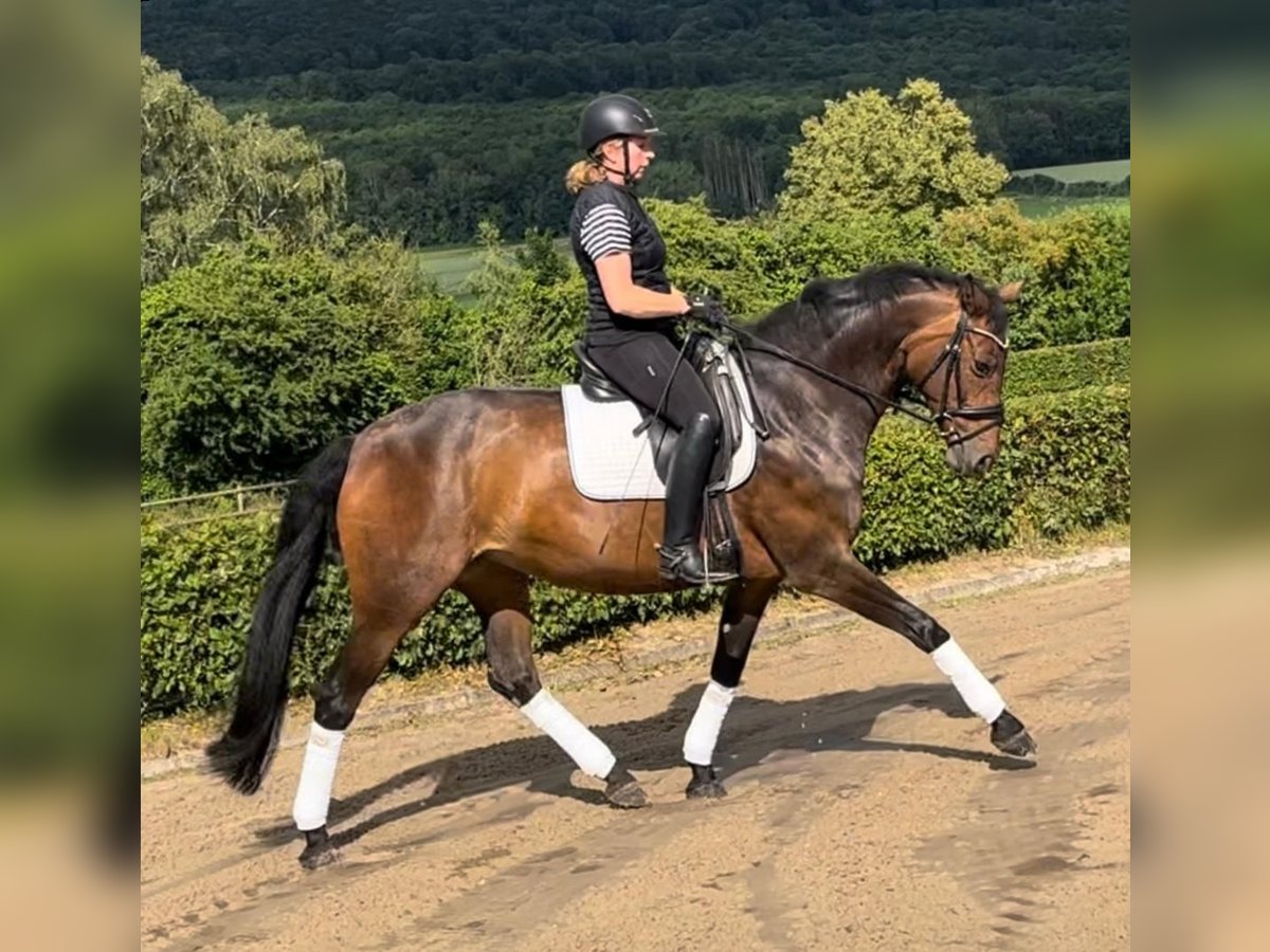 Hanovrien Jument 15 Ans 165 cm Bai in Coppenbrügge