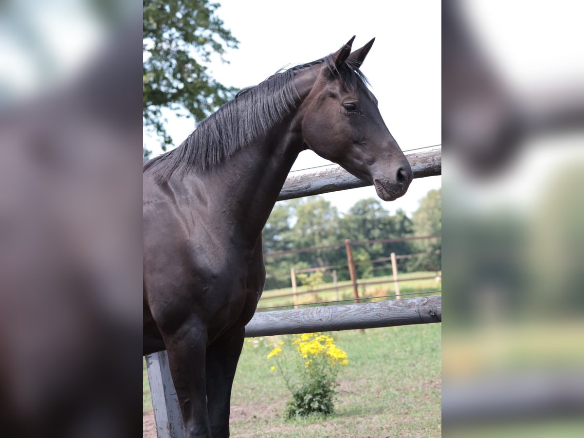 Hanovrien Jument 15 Ans 167 cm Bai brun foncé in Goch