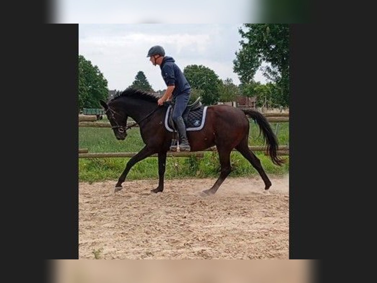 Hanovrien Jument 15 Ans 167 cm Bai brun foncé in GROTE-BROGEL