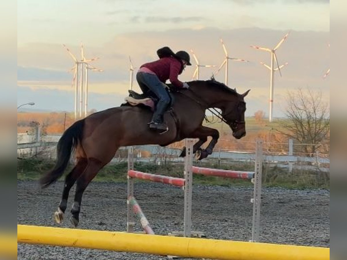 Hanovrien Jument 15 Ans 175 cm Bai in Hohenm&#xF6;lsen