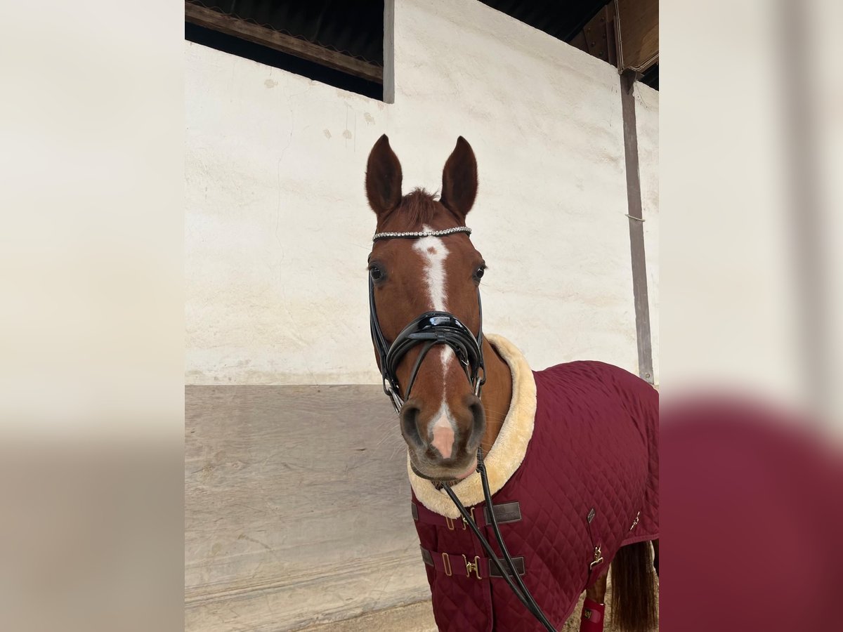 Hanovrien Jument 16 Ans 160 cm Alezan brûlé in Speyer