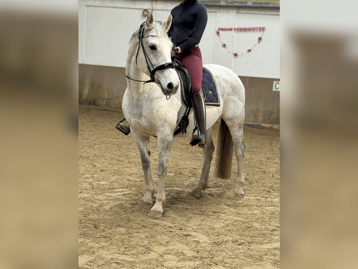 Hanovrien Jument 16 Ans 160 cm Gris moucheté in Hohenhorn