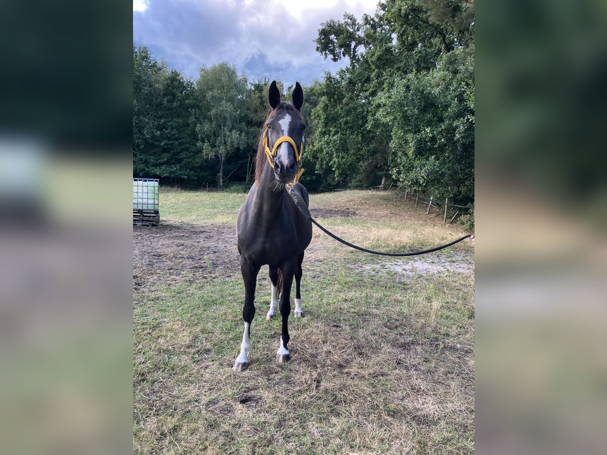 Hanovrien Jument 16 Ans 165 cm Noir in ZevenGyhum