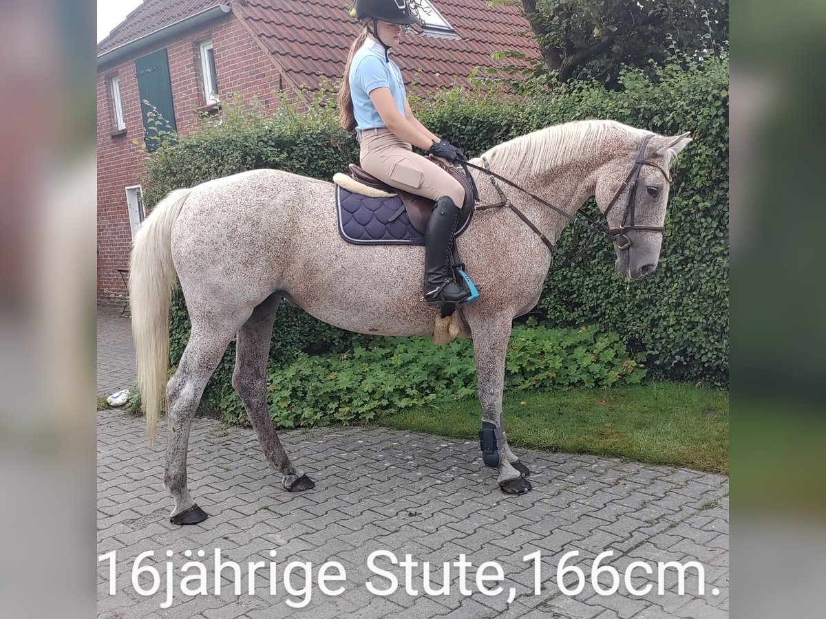 Hanovrien Jument 16 Ans 166 cm Gris pommelé in Großheide Berumerfehn