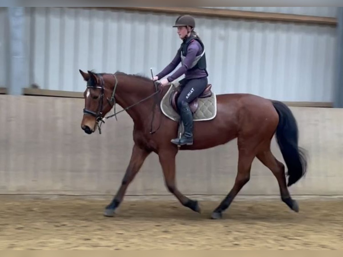 Hanovrien Jument 17 Ans 170 cm Bai in Hannover