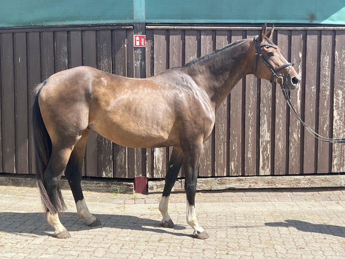 Hanovrien Jument 18 Ans 170 cm Bai in Sassen-Trantow