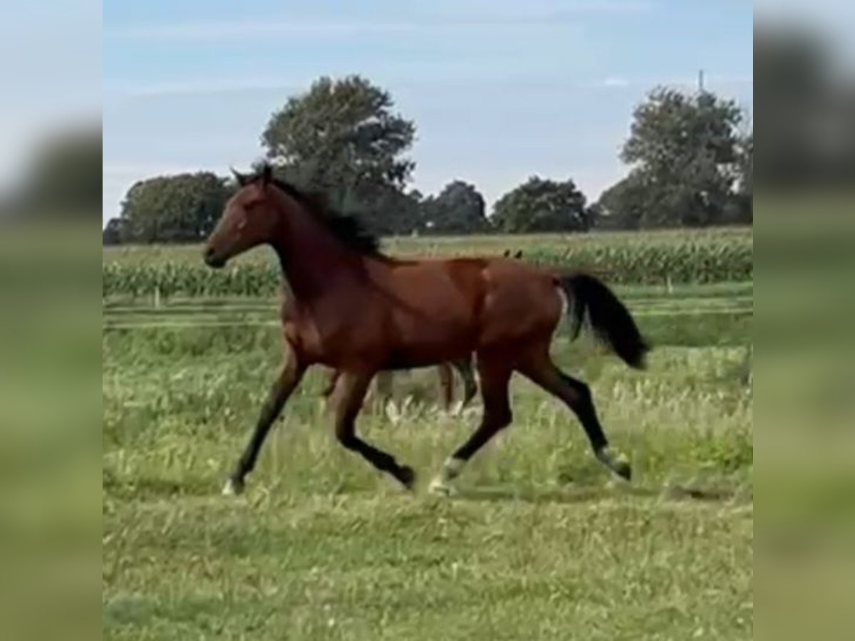 Hanovrien Jument 1 Année 172 cm Bai in M&#xFC;hlenberge