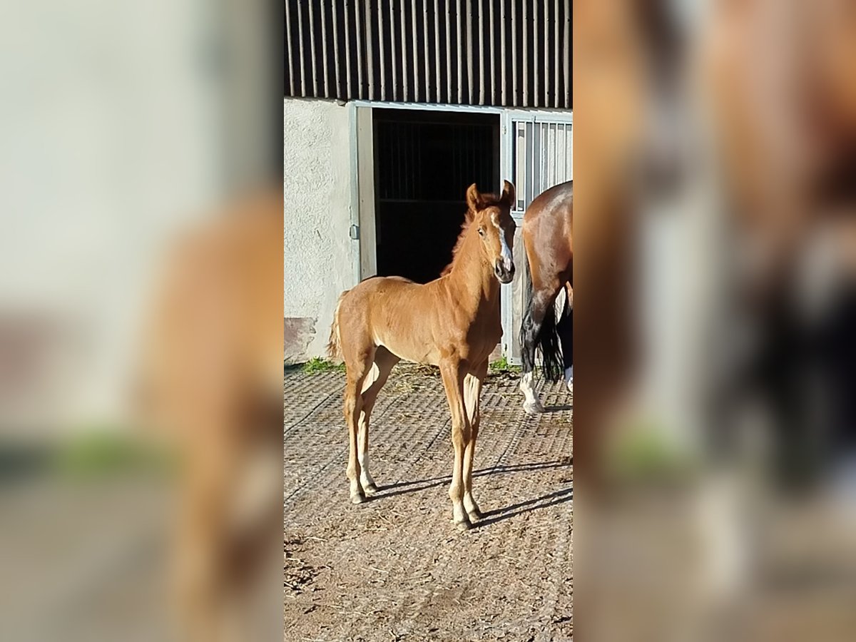 Hanovrien Jument 1 Année Alezan in Grebenau