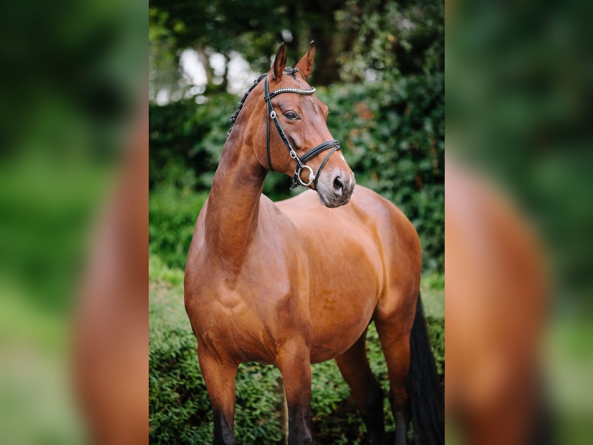 Hanovrien Jument 20 Ans 166 cm Bai brun in Lier