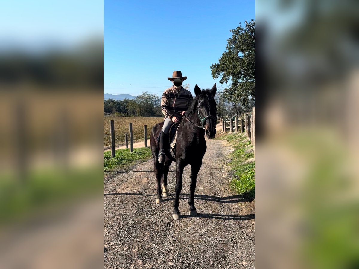 Hanovrien Croisé Jument 26 Ans 175 cm Noir in Sant Julia De Vilatorta