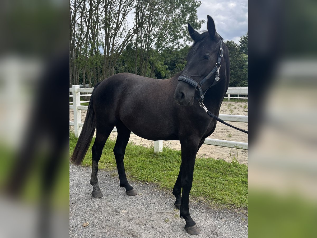 Hanovrien Jument 2 Ans 155 cm Gris in Leer (Ostfriesland)