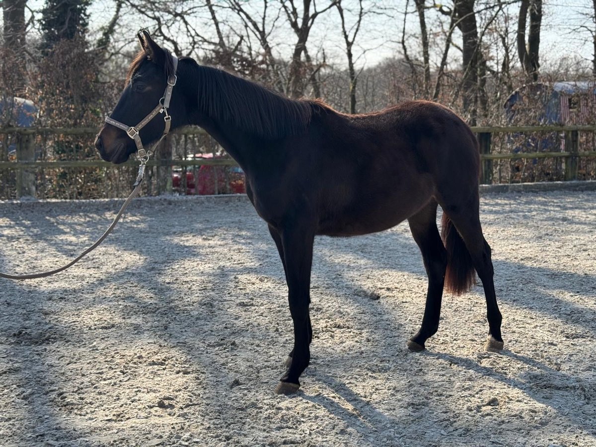 Hanovrien Jument 2 Ans 165 cm Bai brun in Much