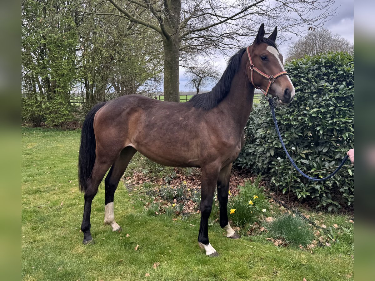Hanovrien Jument 2 Ans 165 cm Bai in Tiste