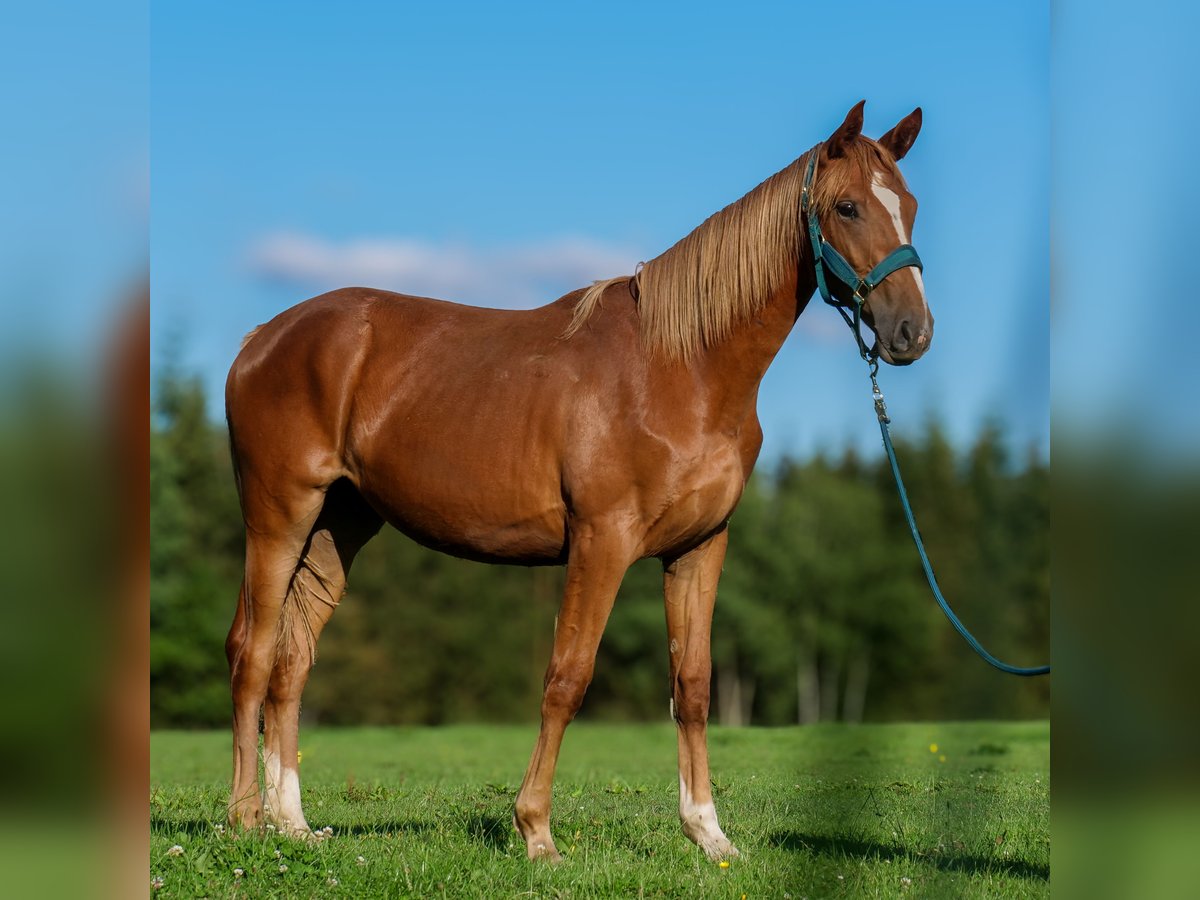 Hanovrien Jument 2 Ans 168 cm Alezan brûlé in Trois-Ponts