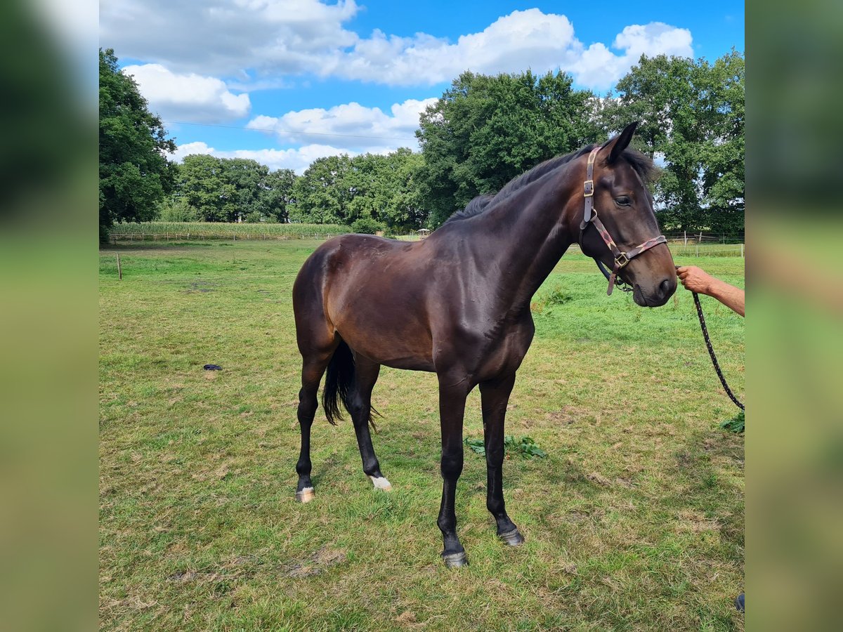 Hanovrien Jument 2 Ans 168 cm Bai brun in Ree&#xDF;um
