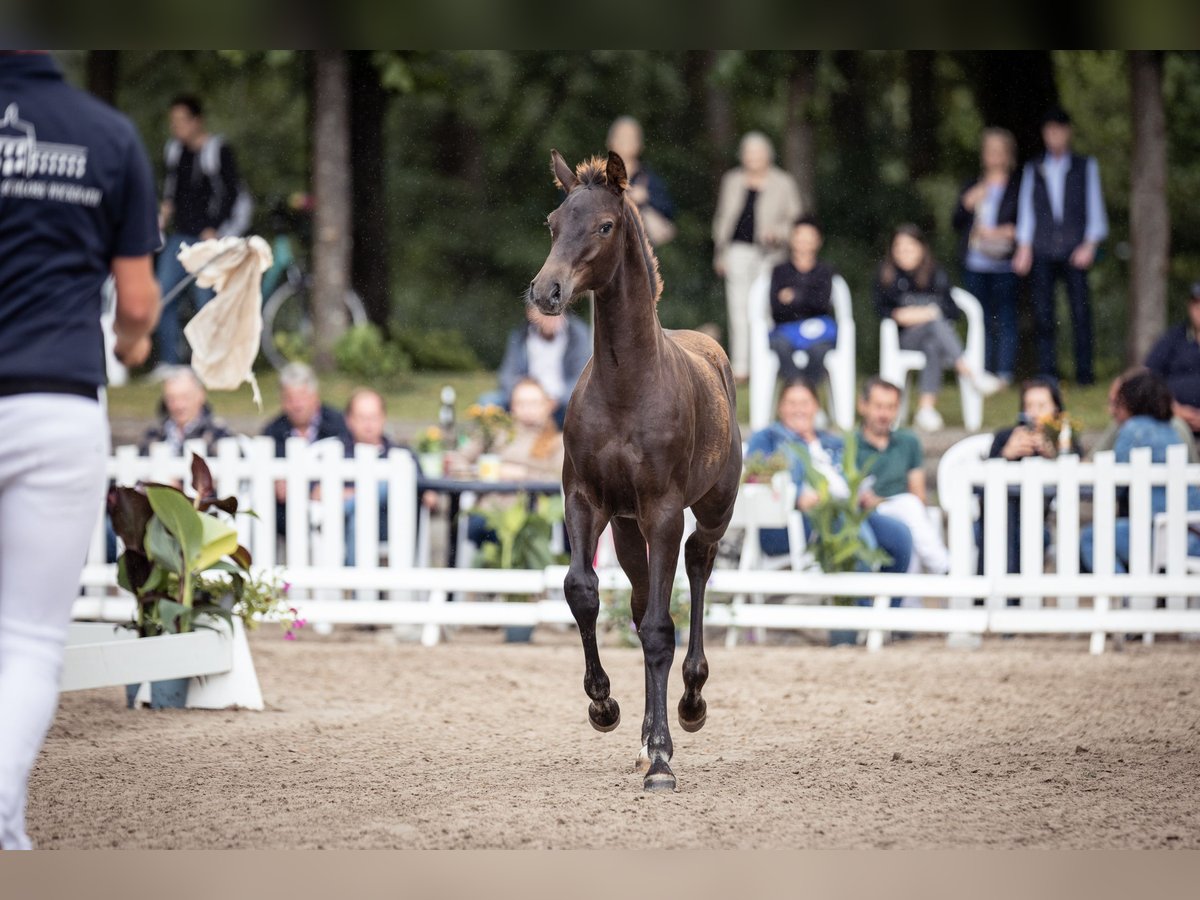 Hanovrien Jument 2 Ans 170 cm Alezan brûlé in Moers