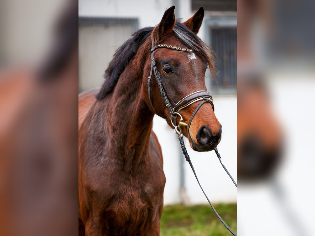 Hanovrien Jument 2 Ans 170 cm Bai brun in Burgdorf