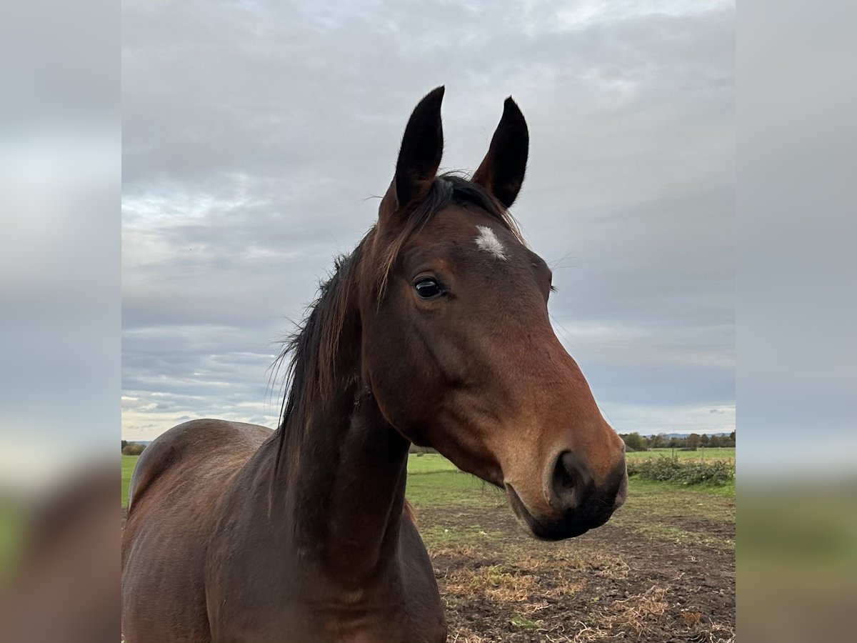 Hanovrien Jument 2 Ans 170 cm Bai in Babenhausen