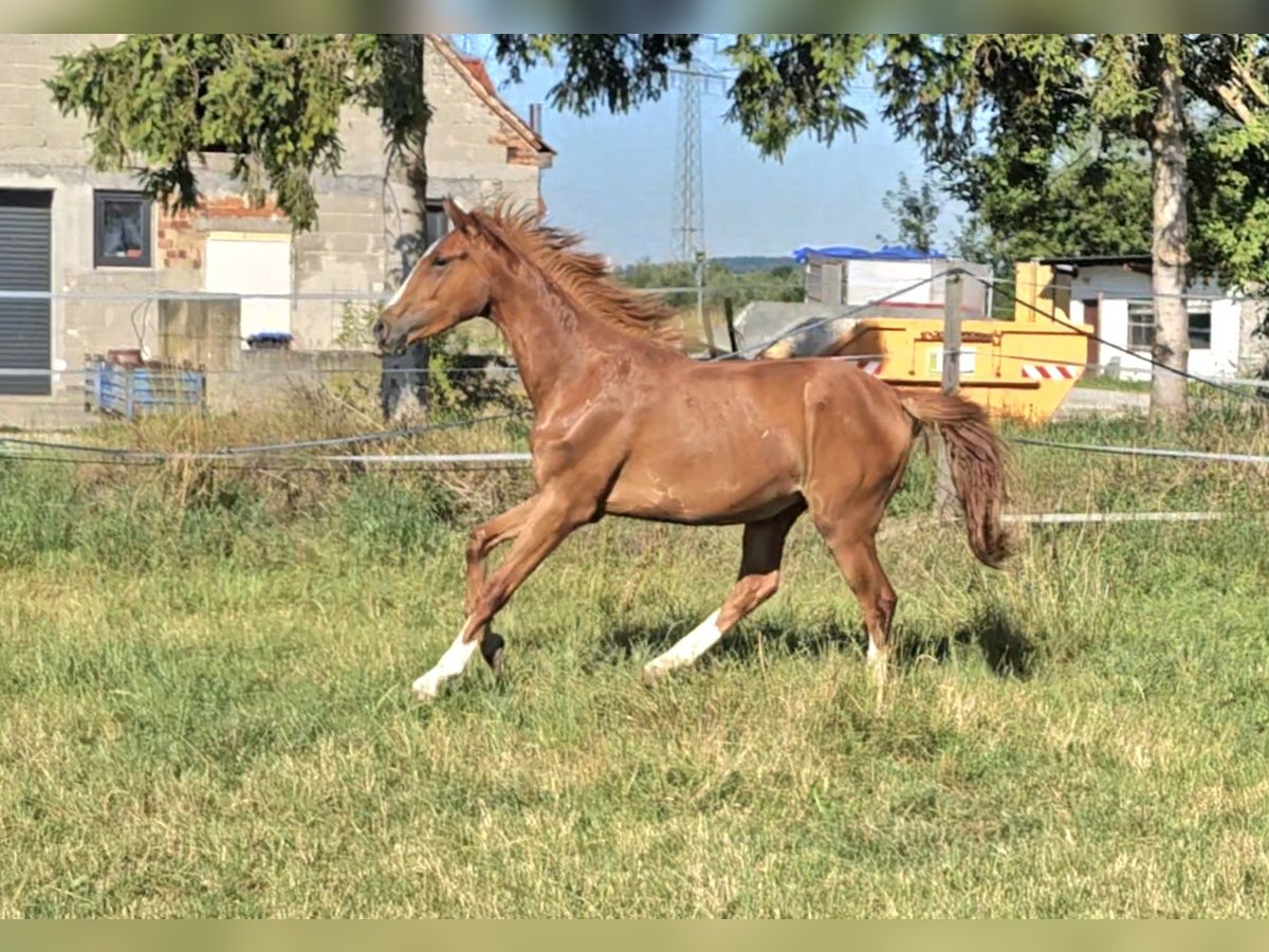 Hanovrien Jument 2 Ans 172 cm Alezan in Langenau