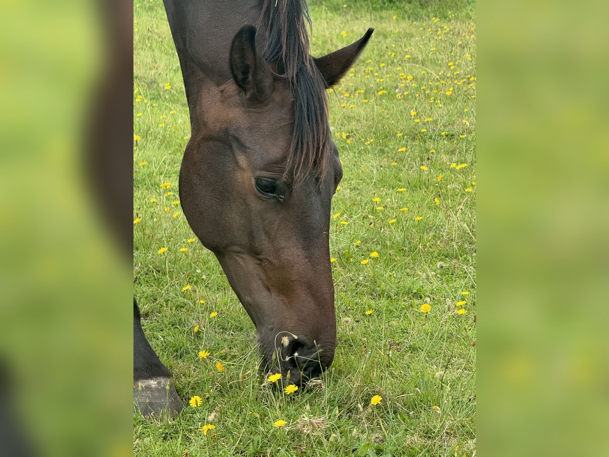 Hanovrien Jument 2 Ans 172 cm Bai brun in Wittmund