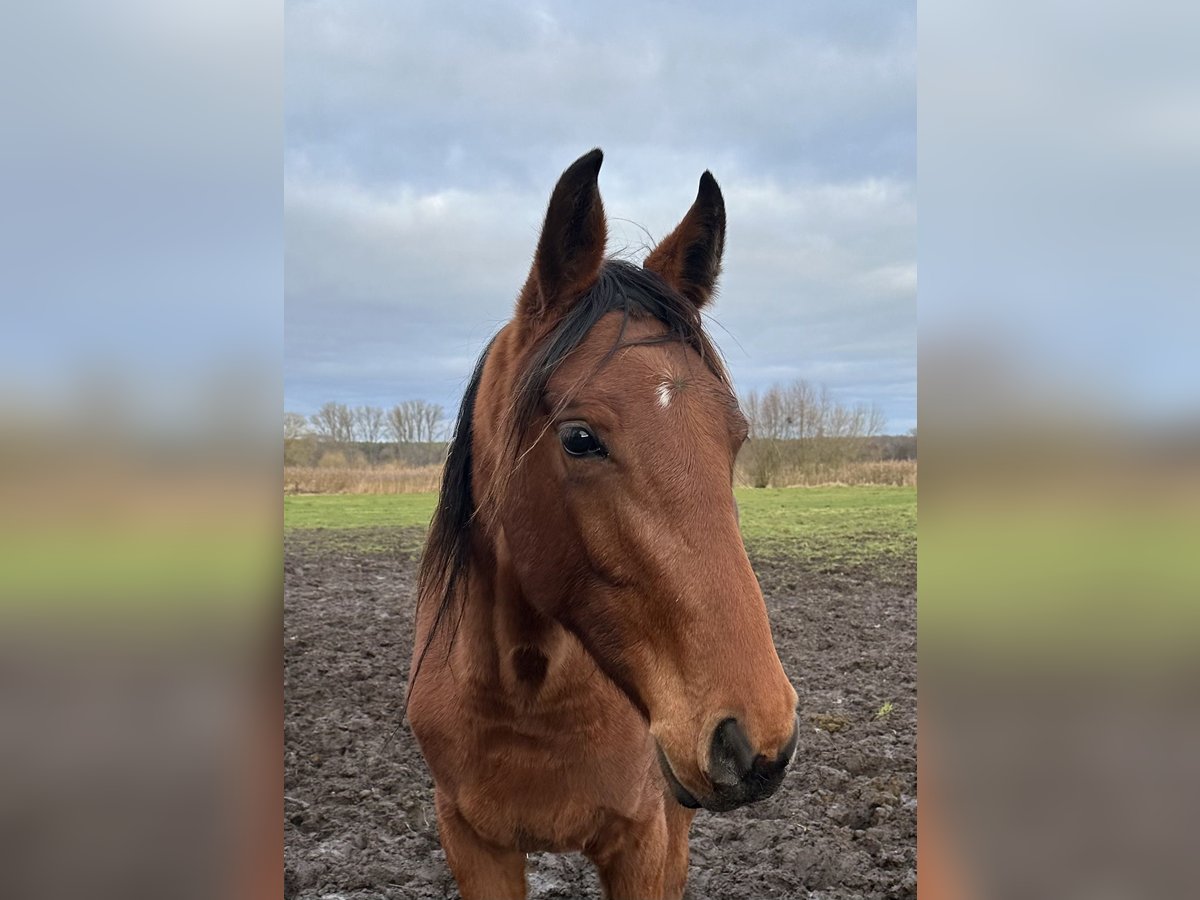 Hanovrien Jument 2 Ans 173 cm in Babenhausen