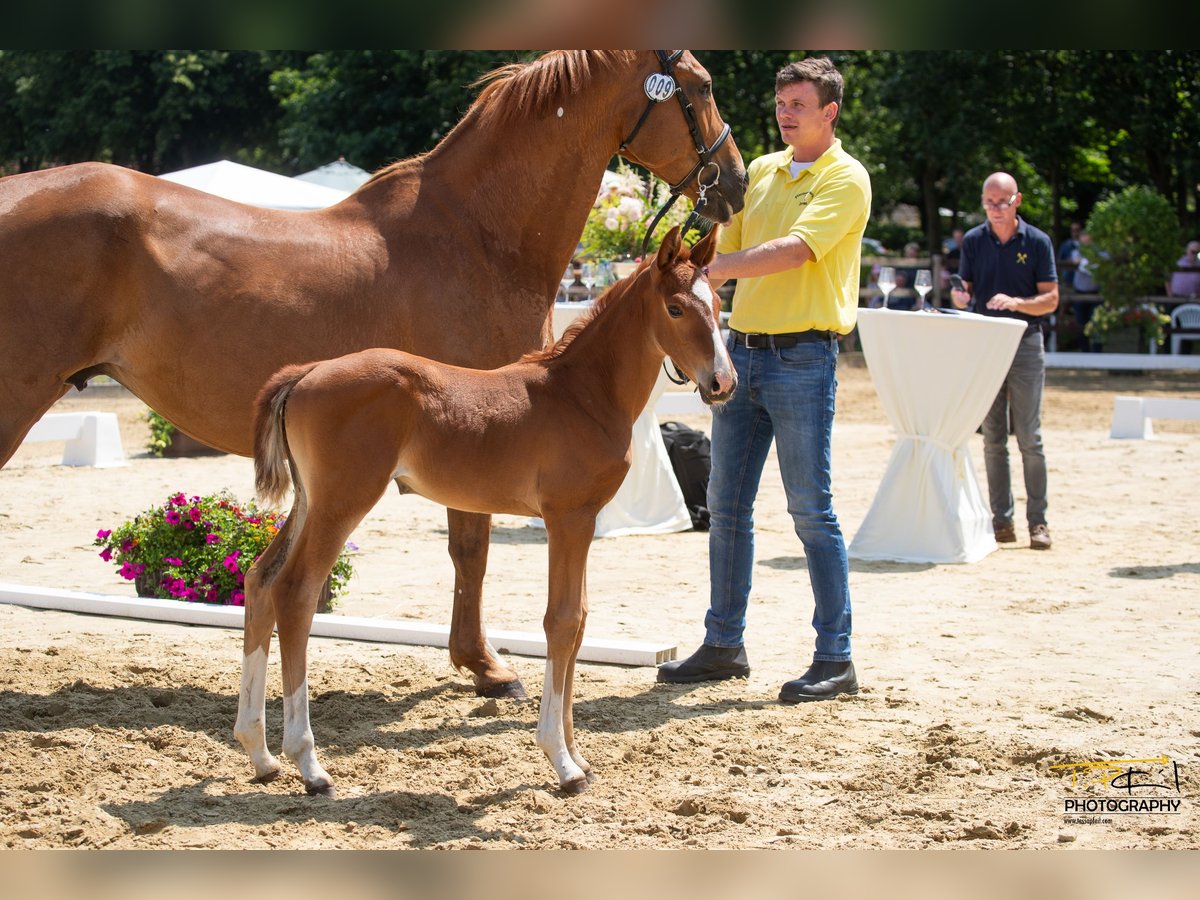 Hanovrien Jument 2 Ans Alezan brûlé in Breddorf