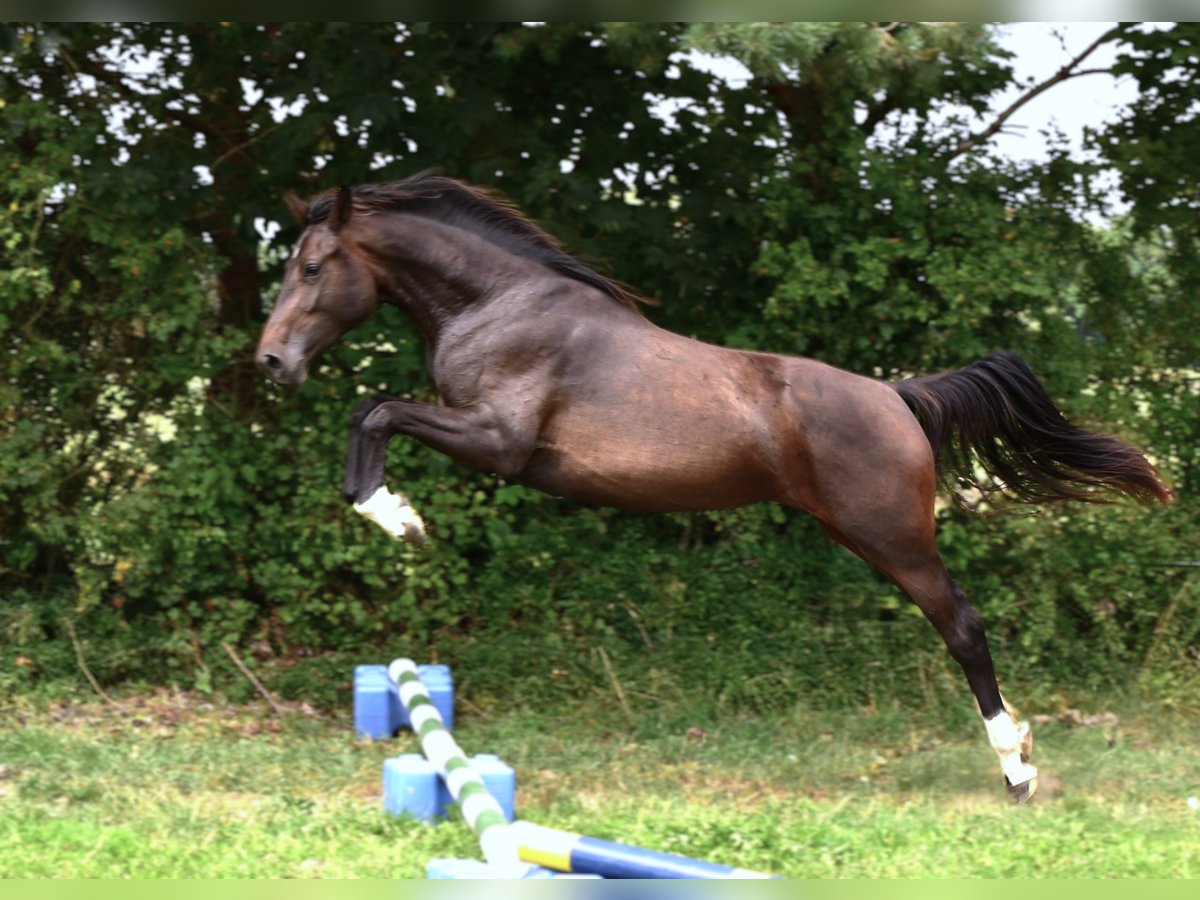 Hanovrien Jument 2 Ans Bai brun in Strausberg