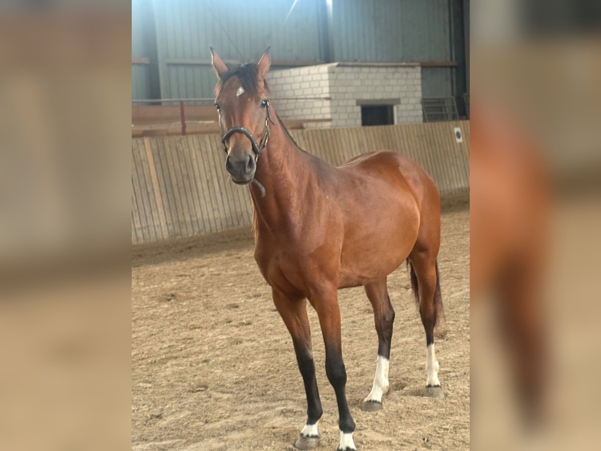 Hanovrien Jument 2 Ans in Rommerskirchen
