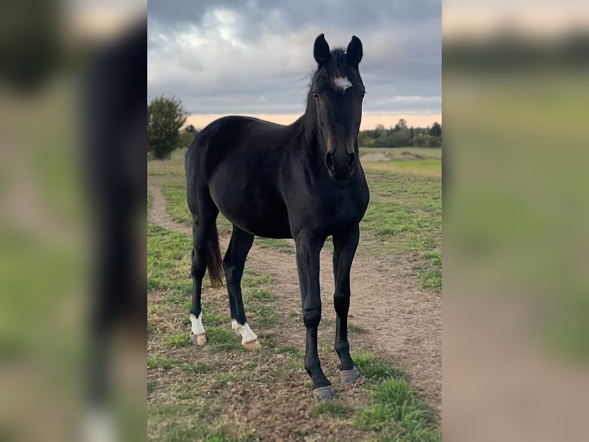 Hanovrien Jument 2 Ans Noir in Werder (Havel)