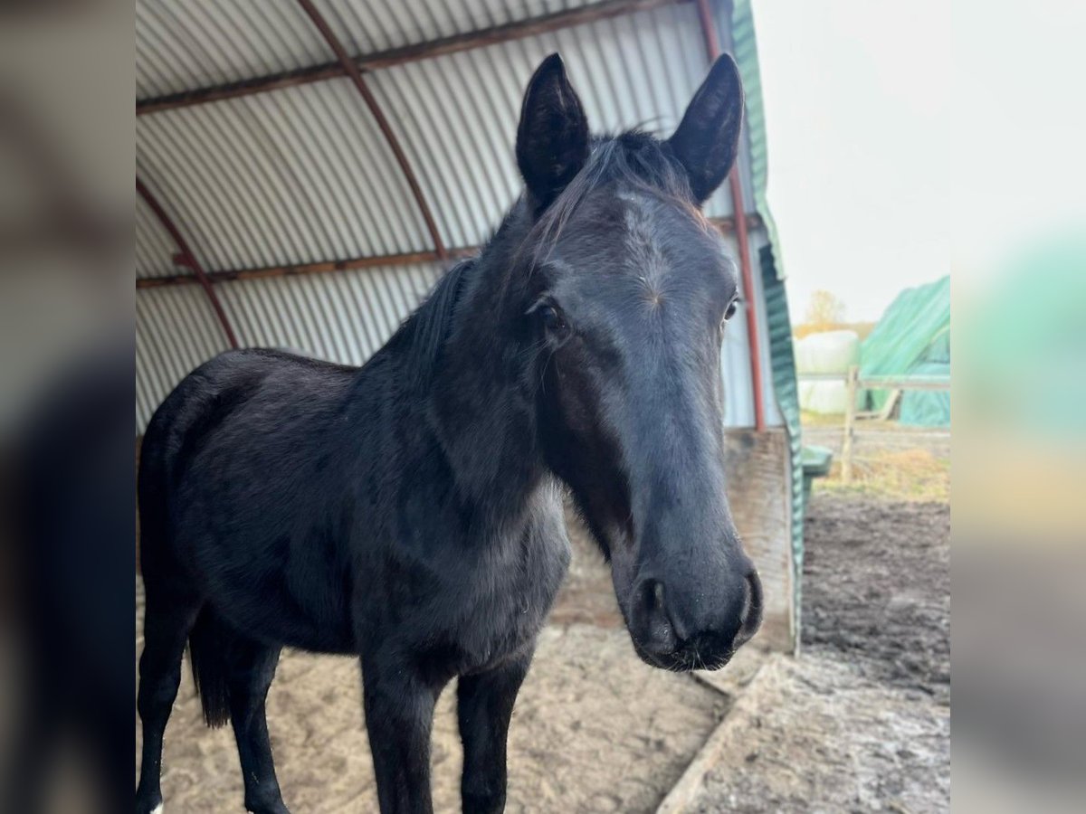 Hanovrien Jument 2 Ans Noir in Wietstock